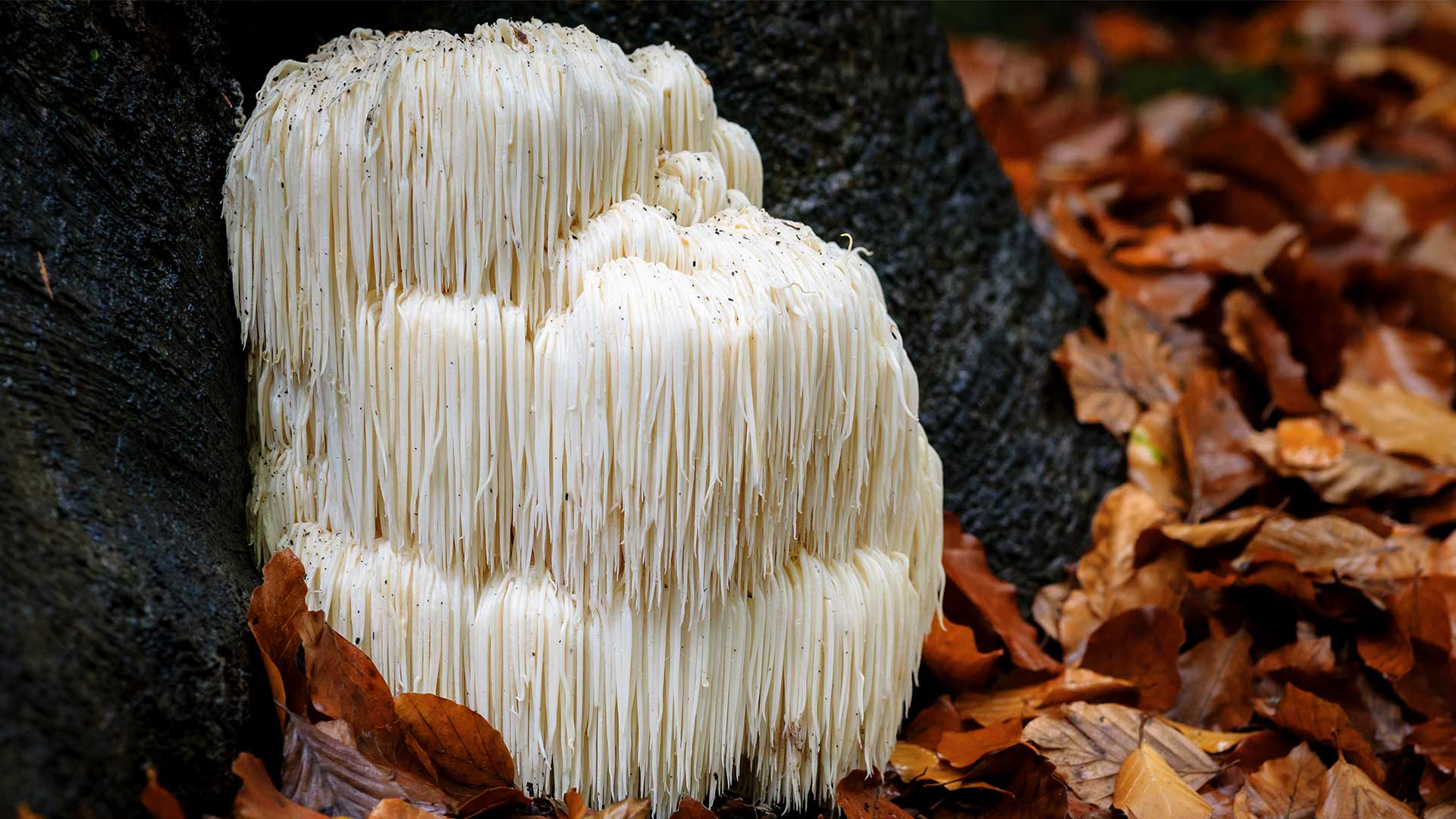 Lion's Mane Mushroom