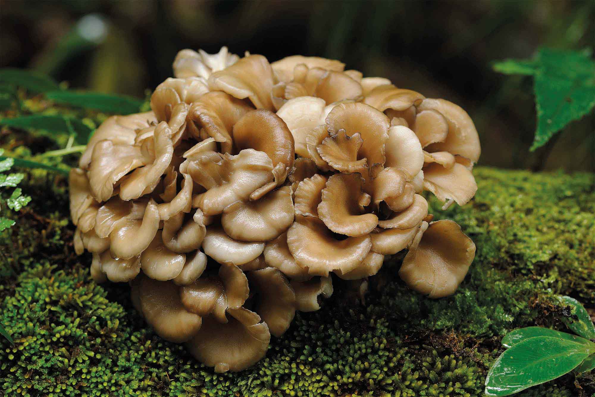 Maitake Mushroom