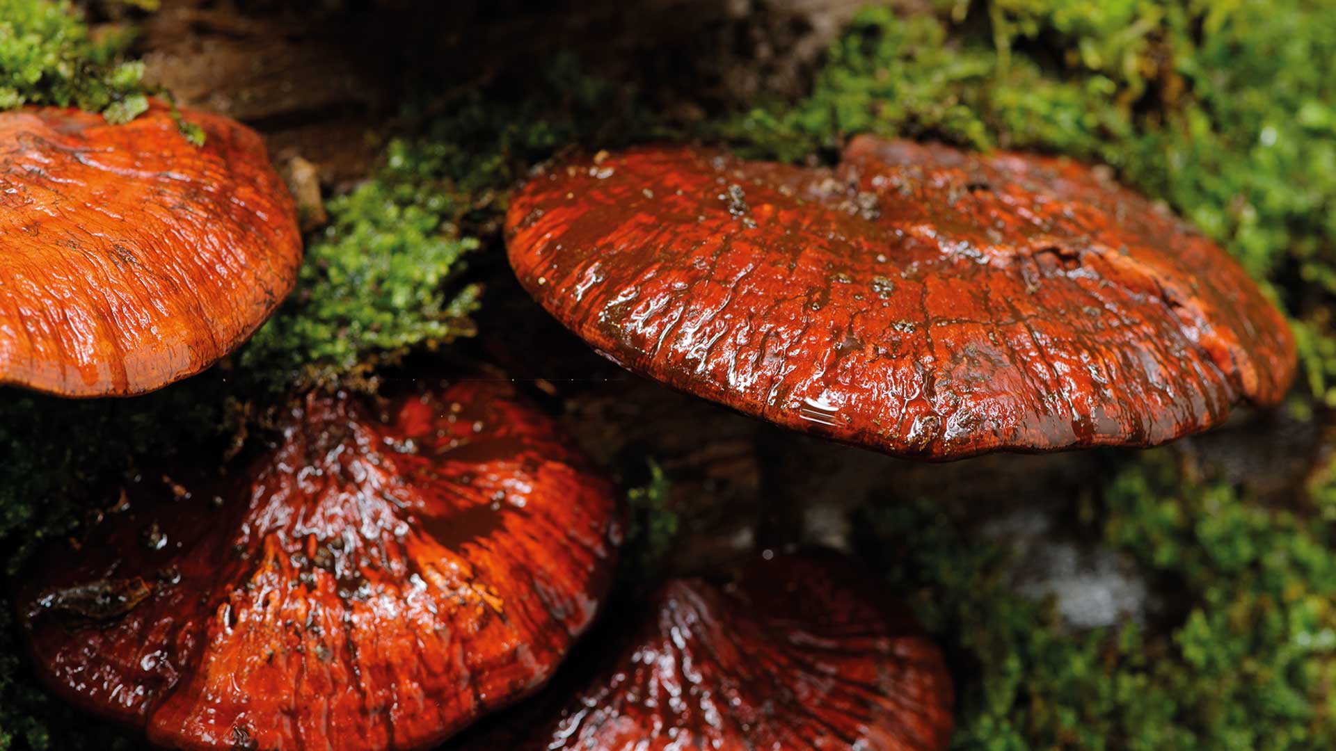 Reishi Mushroom