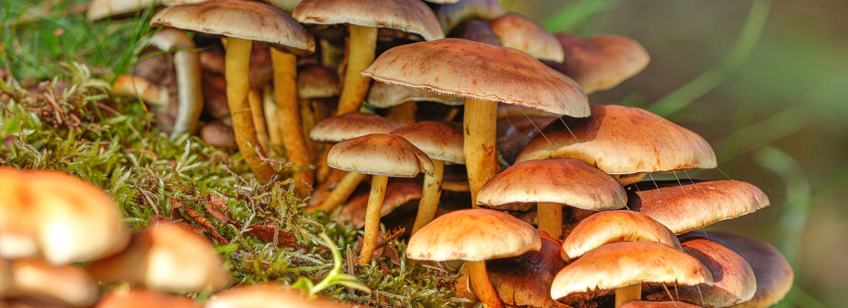 Agaricus Blazei Mushroom